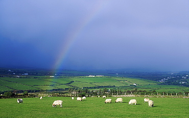 Ireland, Sheep In A Field With Rainbow