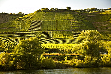 Moselle Valley Viticulture And River, Germany