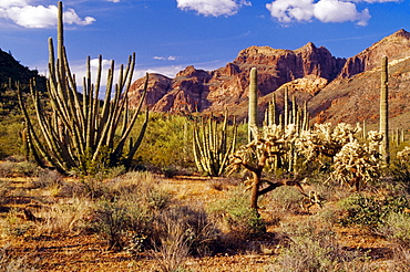 Organ Pipe Cactus National Monument, Sonoran Desert, Arizona, Usa