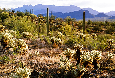 Organ Pipe Cactus National Monument, Sonoran Desert, Arizona, Usa