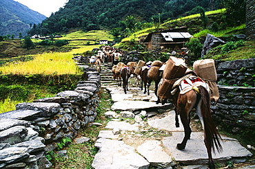 Donkeys Carrying Supplies, Annapurna Region, Nepal