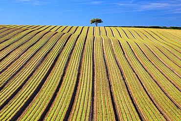 Tree In Ploughed Field, England