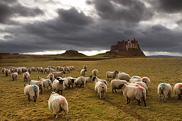 Sheep Grazing By Lindisfarne Castle, Holy Island, Berwick-Upon-Tweed, Northumberland, England, Eu