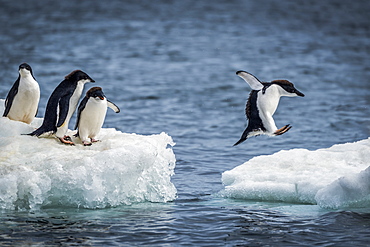 Three Adelie penguins (Pygoscelis adeliae) watch another jumping between two ice floes. They have black heads and backs with white bellies; Antarctica