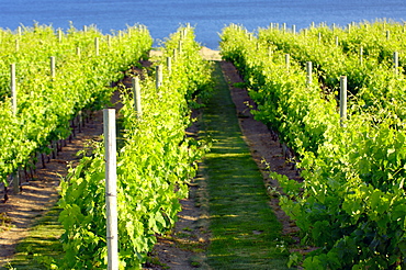 Vineyard, Okanagan, British Columbia, Canada