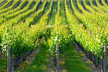 Vineyard, Okanagan, British Columbia, Canada