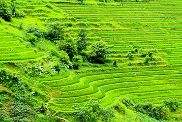 Rice Terraces, China