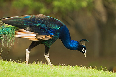 Peacock Feeding