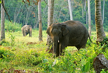 Elephants In The Forest