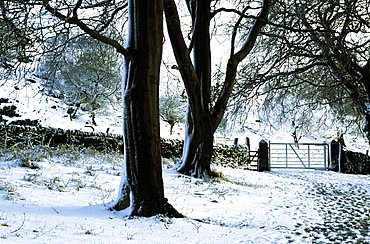 Snowy Yard