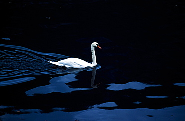 Swan In Dark Water