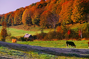 Cows In Pasture, Vermont, Usa