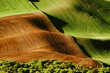 Palouse Fields, Whitman County, Washington, Usa