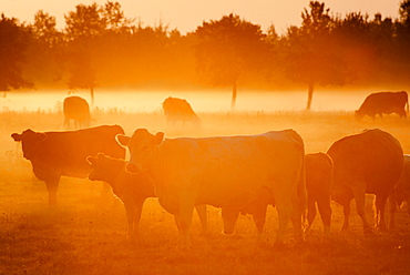 Cattle In Fog