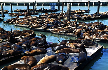 Seals On Pier, San Francisco, Usa