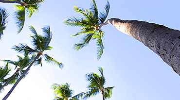 Palm Trees