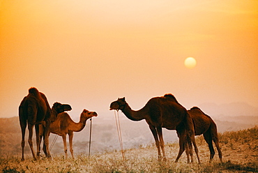 Camels At The Pushkar Camel Fair, India