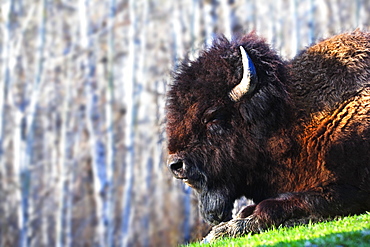 Bison