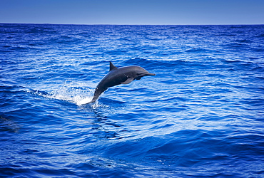 Dolphin Jumping In The Ocean