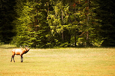 Elk In Natural Habitat