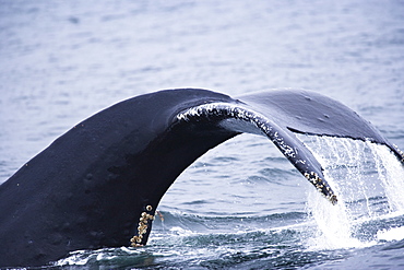 Humpback Whales (Megaptera Novaengliae), Inside Passage, Southeast Alaska, Usa