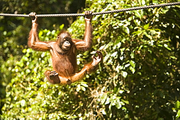 Juvenile Oranguatan Hanging On A Rope