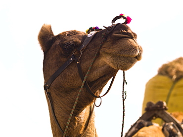 Camel, Rajasthan, India