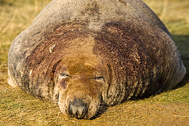 Seal Sleeping