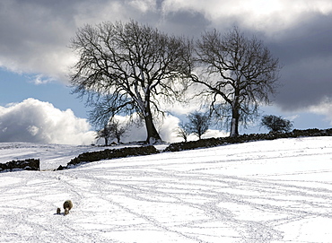 Snowy Field, Weardale, County Durham, England