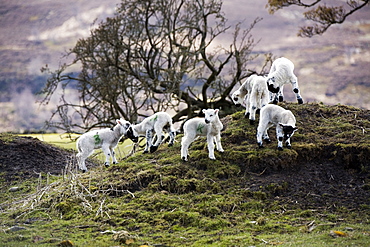 Baby Lambs On A Hill