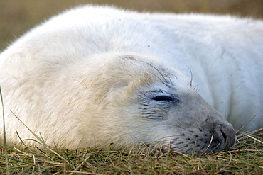 Seal Sleeping