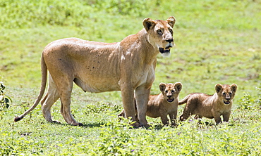 Lioness With Cubs