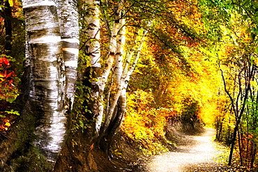 Birch Trees And Path