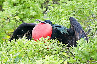 Great Frigatebird With Inflated Gular Sac