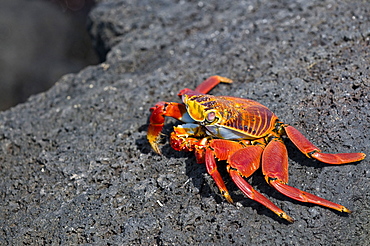 Sally Light Footed Crab On Rock