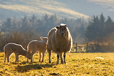 Sheep In Pasture