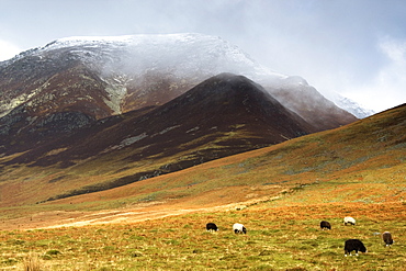 Sheep On Pasture, Lake District, Cumbria, England