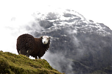 Herdwick Sheep In Mountains, Lake District, Cumbria, England