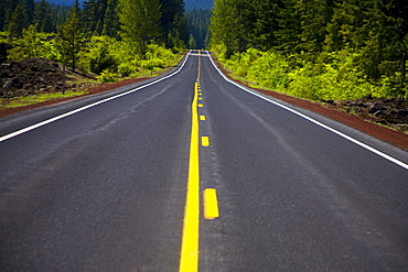 Tree Lined Road