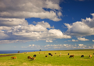 Cattle Grazing In A Field, Yorkshire, England