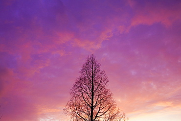 Tree At Sunset