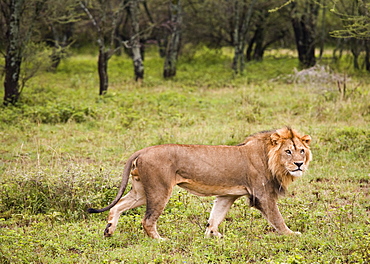 Male Lion (Panthera Leo)