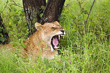 Lioness Showing Teeth