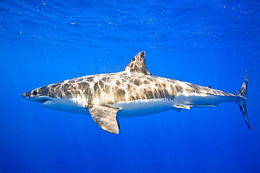 Great White Shark (Carcharodon Carcharias)