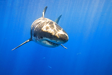 Great White Shark (Carcharodon Carcharias)