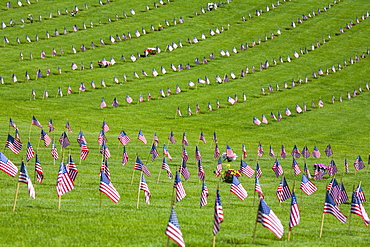 American Flags In A Graveyard During Memorial Day, Oregon, Usa