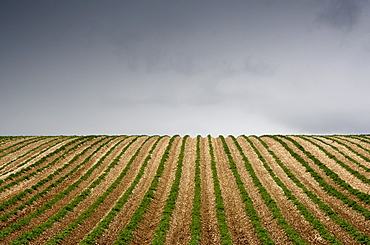 Potato Field