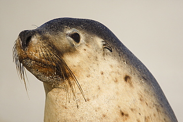 Australian Sea Lion