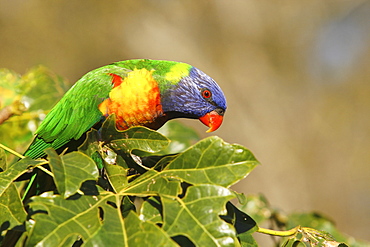 Rainbow Lorikeet, Australia