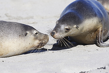 Australian Sea Lions, Neophoca Cinerea, Kangaroo Island, Australia